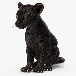 3D Black Leopard Cub Rigged for Cinema 4D model