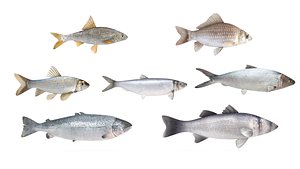 Fish Collection model
