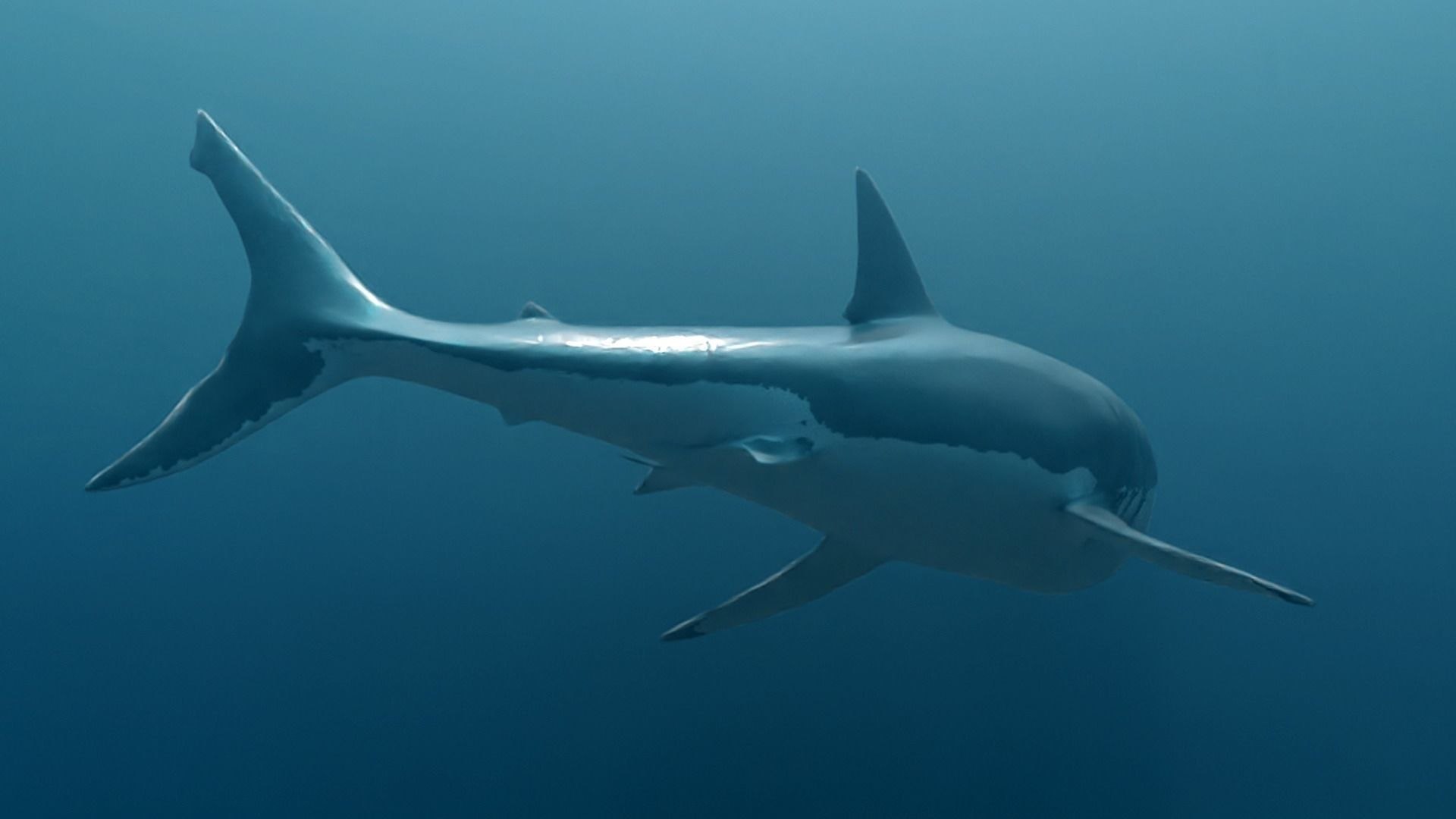 GreatWhiteSharkV1 3D model https://p.turbosquid.com/ts-thumb/n8/XuxMl7/K8/5/jpg/1694753674/1920x1080/fit_q87/d9b1f8be6e2a7bdbacd9c7536694ee3c148bd625/5.jpg