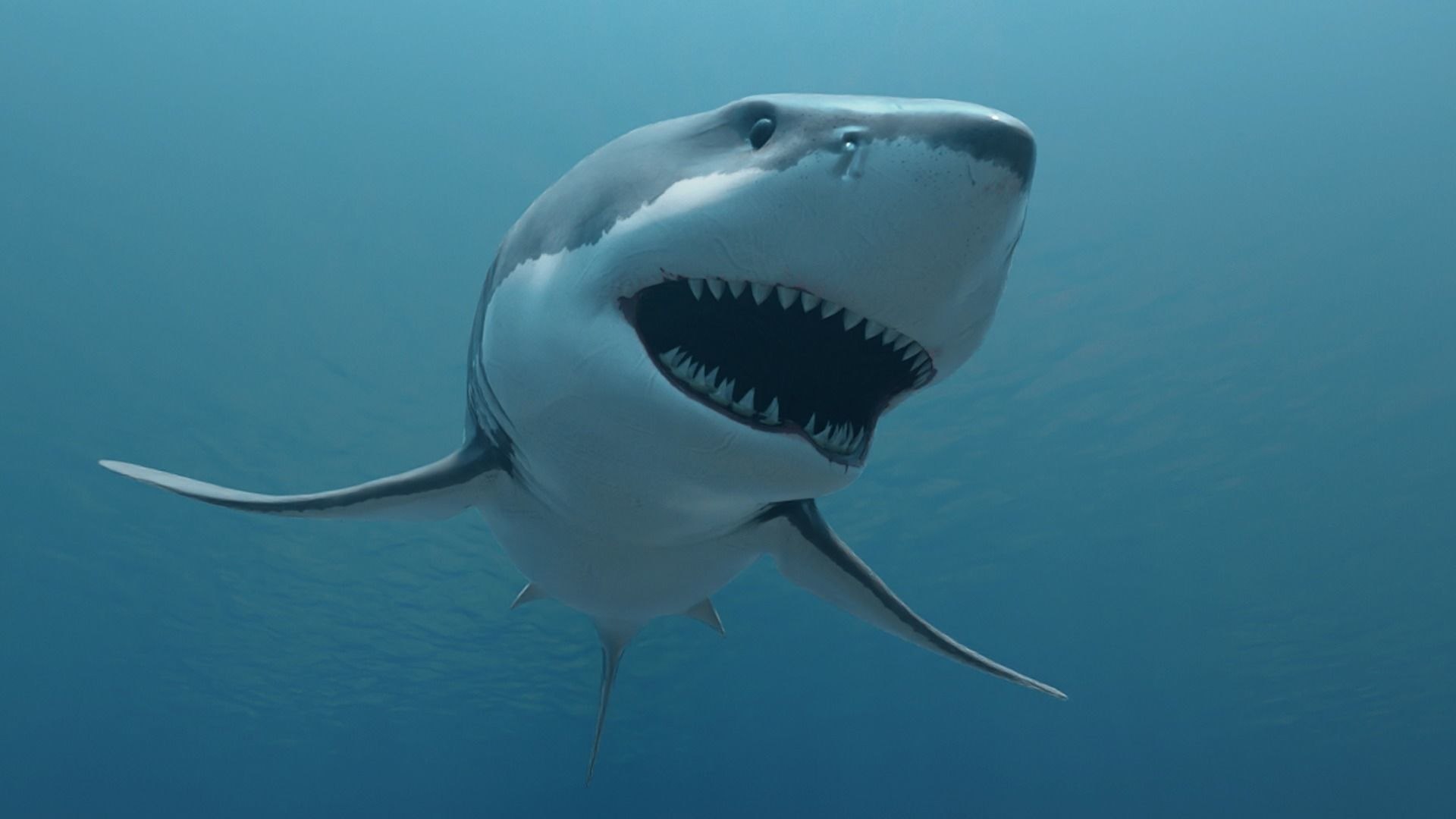 GreatWhiteSharkV1 3D Model - TurboSquid 2125135