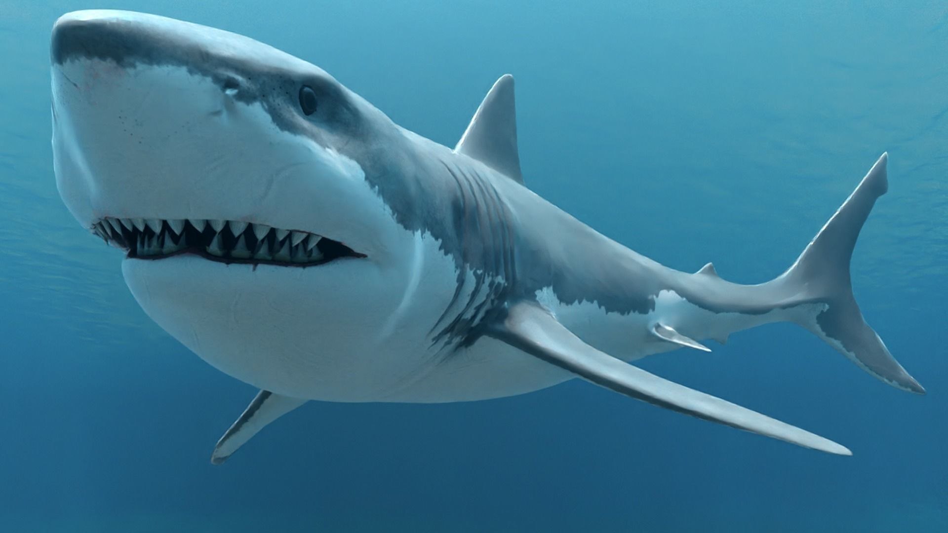 GreatWhiteSharkV1 3D model https://p.turbosquid.com/ts-thumb/n8/XuxMl7/Zt/4/jpg/1694753673/1920x1080/fit_q87/246da8d794001d65343a524c912524d4bba4147f/4.jpg