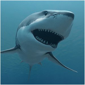 GreatWhiteSharkV1 3D model