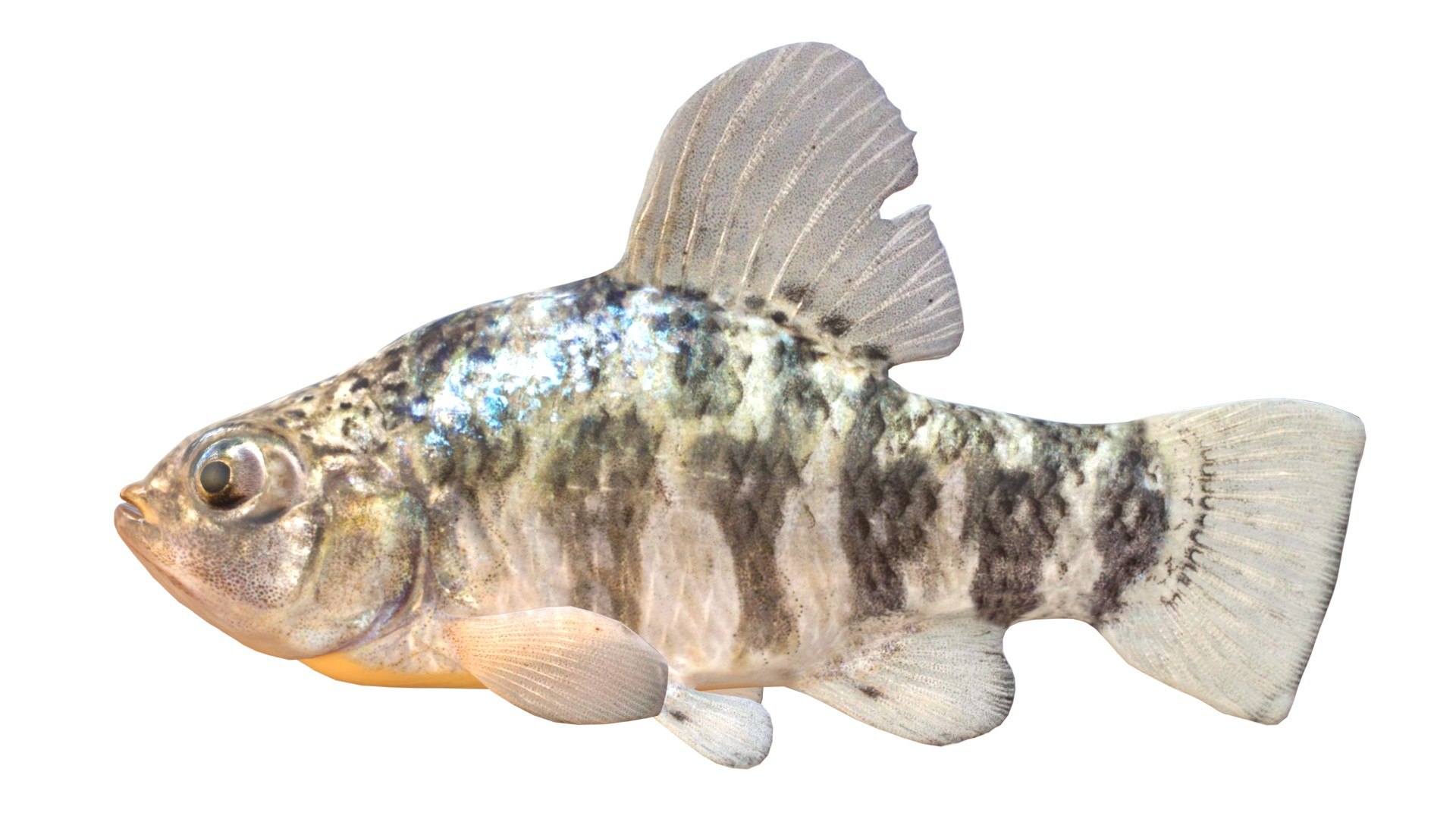 Sheepshead Minnow fish model https://p.turbosquid.com/ts-thumb/n8/oQejaG/5U/3/jpg/1767973556/1920x1080/fit_q87/4a892c0917487fe158820a978cb7ffcac84ef63d/3.jpg