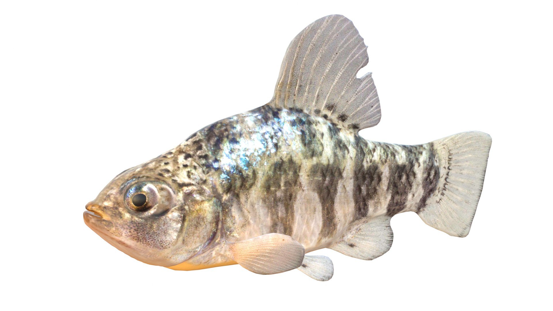 Sheepshead Minnow fish model https://p.turbosquid.com/ts-thumb/n8/oQejaG/Iq/1/jpg/1767973555/1920x1080/fit_q87/f899ad1cad3810d51327084f71e8ef5a12e65497/1.jpg