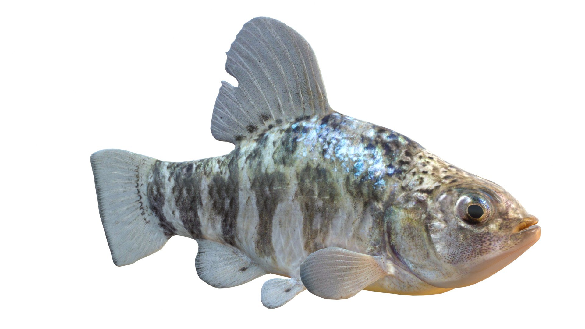 Sheepshead Minnow fish model https://p.turbosquid.com/ts-thumb/n8/oQejaG/L4/4/jpg/1767973557/1920x1080/fit_q87/67d49cff6d9c8cbe3ffb8e5fdb98c48a37a58d3c/4.jpg