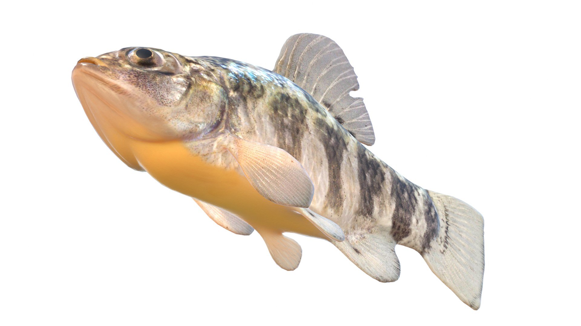 Sheepshead Minnow fish model https://p.turbosquid.com/ts-thumb/n8/oQejaG/oj/5/jpg/1767973557/1920x1080/fit_q87/da7354df78d0b73f4fccf0a250983774ef5d8fb4/5.jpg