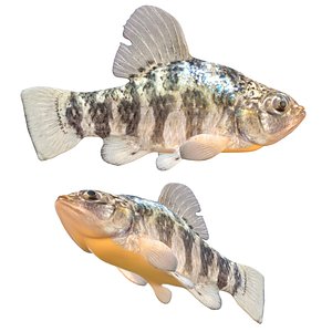 Sheepshead Minnow fish