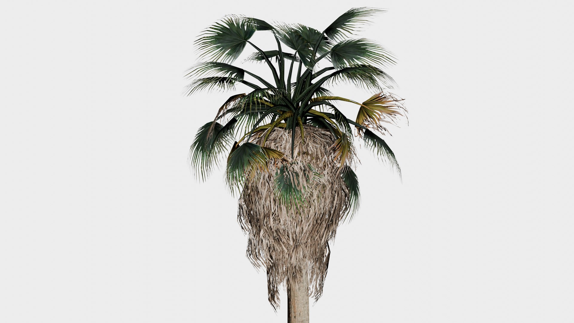 3D model 15 in 1 Fan Palm Collection - Game Assets - Low Poly https://p.turbosquid.com/ts-thumb/n8/wt0GST/JR/fan_palm_13_top/png/1745129806/1920x1080/fit_q87/cc6691da3aa966f9f2aca8722eee8f1c6340fd0a/fan_palm_13_top.jpg