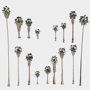 3D model 15 in 1 Fan Palm Collection - Game Assets - Low Poly