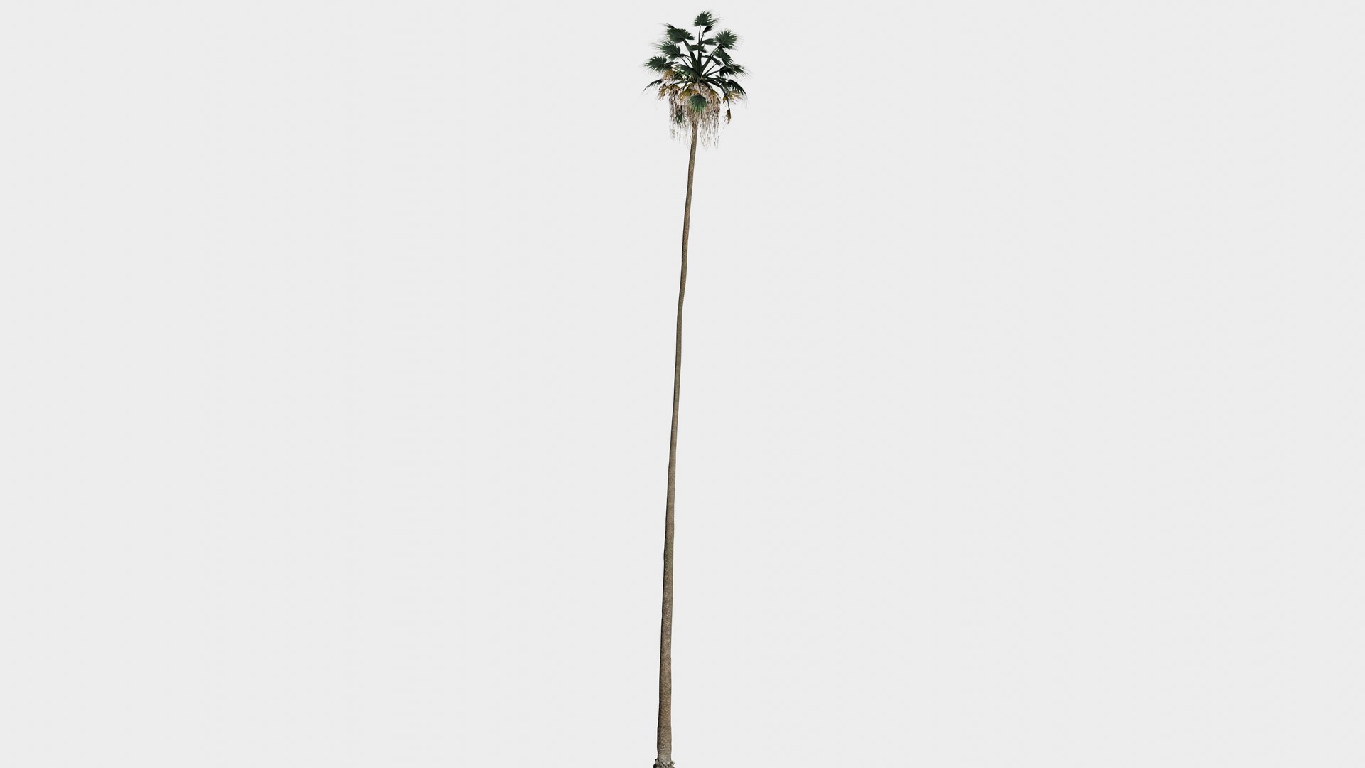 3D model 15 in 1 Fan Palm Collection - Game Assets - Low Poly https://p.turbosquid.com/ts-thumb/n8/wt0GST/a5/fan_palm_14/png/1745129801/1920x1080/fit_q87/8cfdbf71654190ad01427ab8ff7104eb3ea1ce70/fan_palm_14.jpg