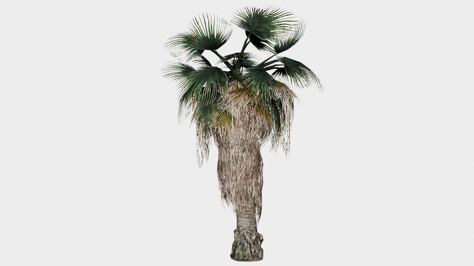 3D model 15 in 1 Fan Palm Collection - Game Assets - Low Poly https://p.turbosquid.com/ts-thumb/n8/wt0GST/d9/fan_palm_02/png/1745129754/1920x1080/fit_q87/9689d058c6812710fc33d689f4a563f5ff106f3b/fan_palm_02.jpg