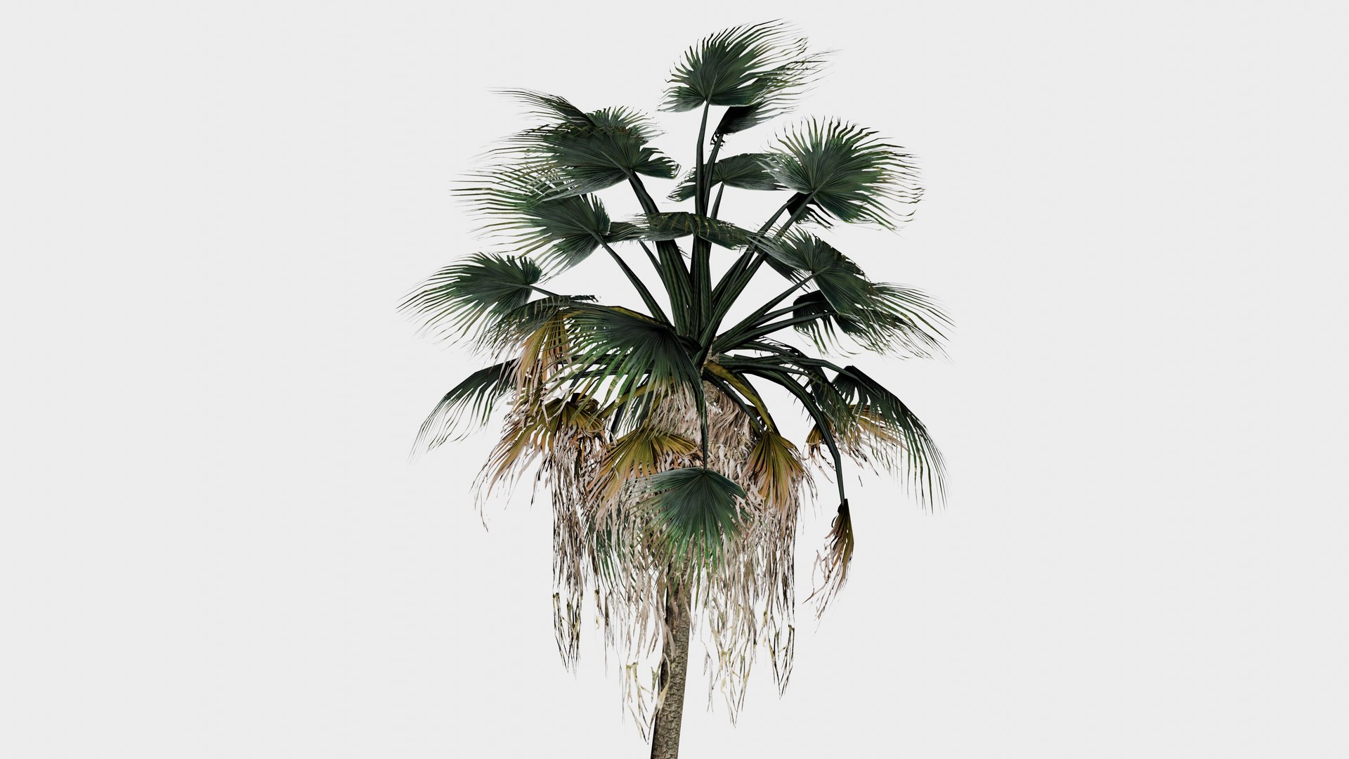 3D model 15 in 1 Fan Palm Collection - Game Assets - Low Poly https://p.turbosquid.com/ts-thumb/n8/wt0GST/dS/fan_palm_14_top/png/1745129810/1920x1080/fit_q87/798dd28f085324440cf2b912d6193e6a59c7d7ab/fan_palm_14_top.jpg