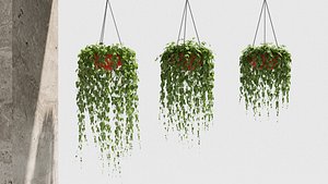 glechoma Hanging basket plants model