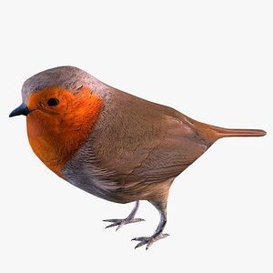 European Robin