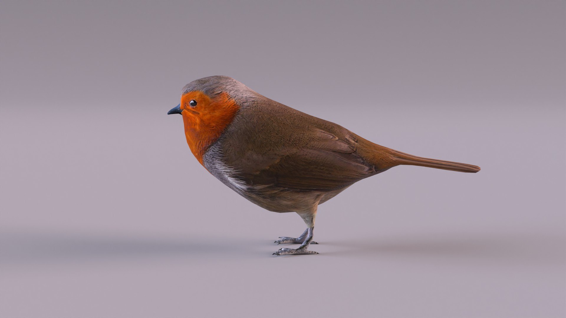 3d Model European Robin Bird