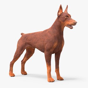 3D Doberman Dog Brown Fur