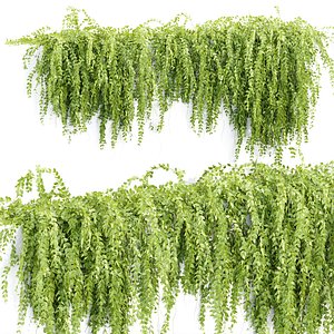Hanging wall creeper plants N15902 3D model