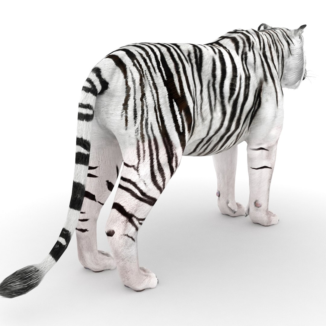 modèle 3D de tigre blanc - TurboSquid 1402396
