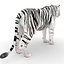 3D white tiger model