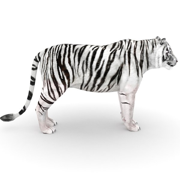 modèle 3D de Tigre blanc par 3DRivers - TurboSquid 455521