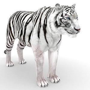 3D white tiger model