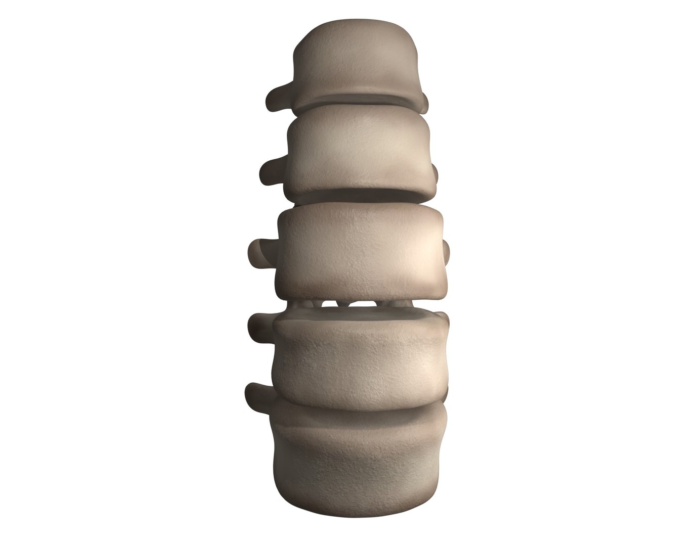 3D Lumbar Spine Model - TurboSquid 1786515