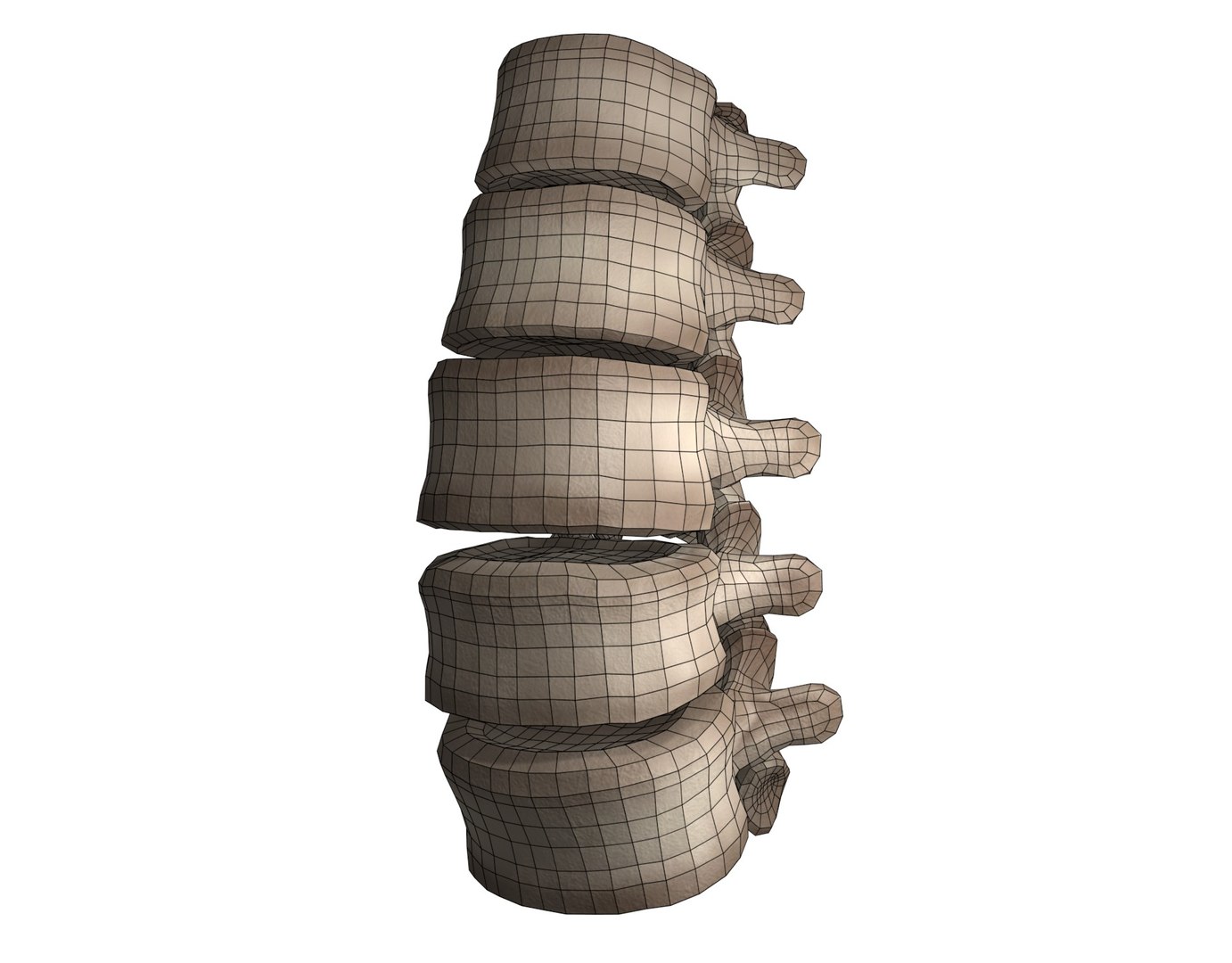 3D Lumbar Spine Model - TurboSquid 1786515