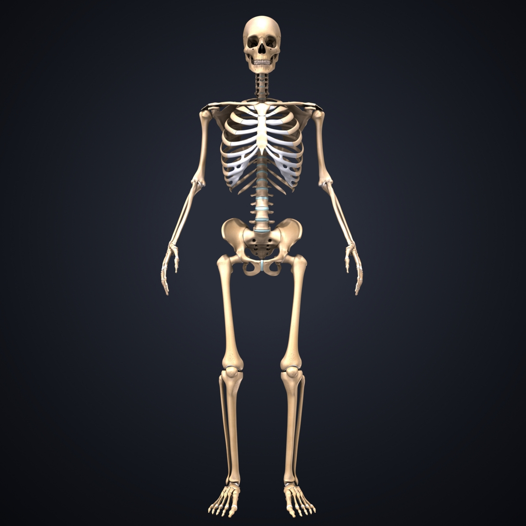 3D skeleton lymph - TurboSquid 1218744