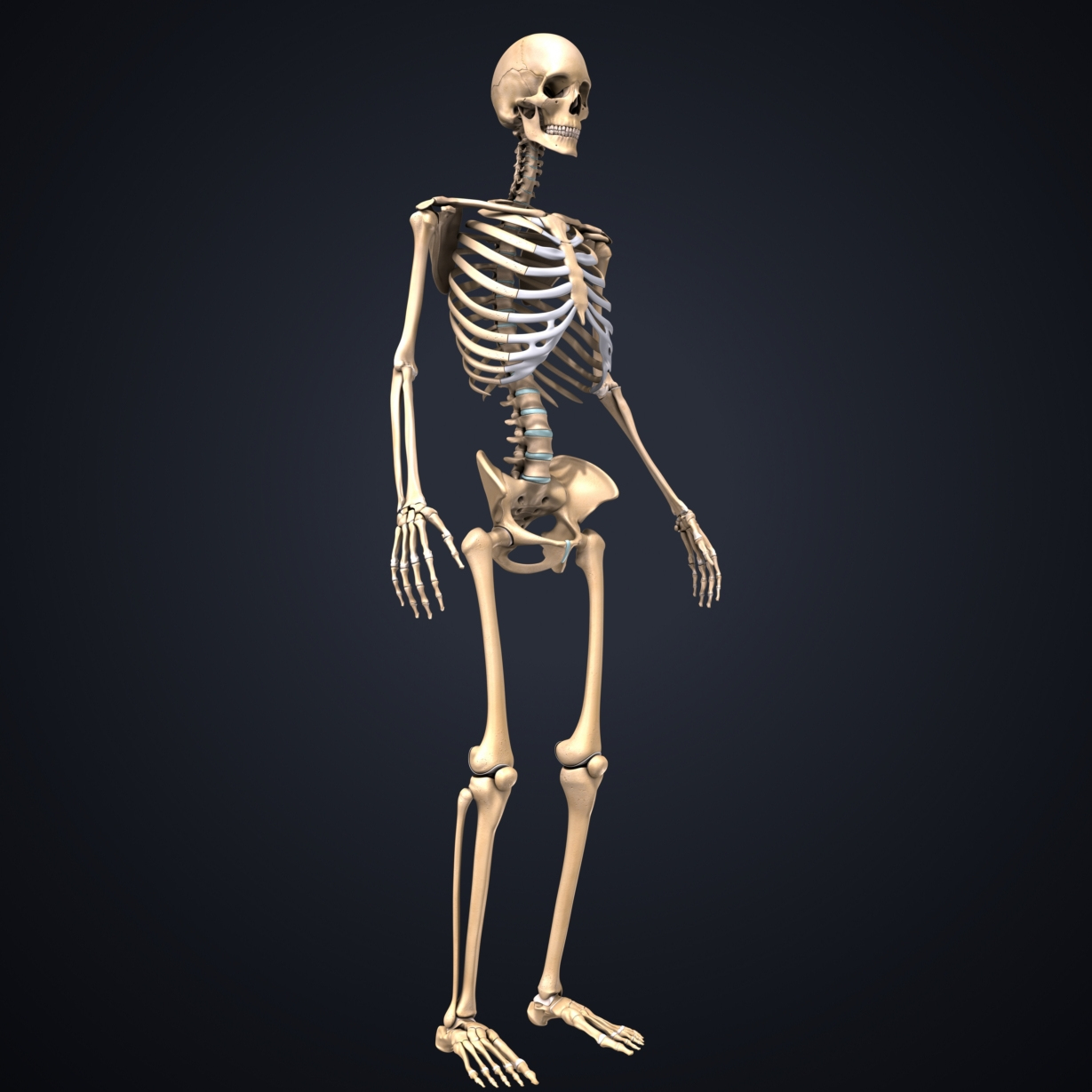 3D skeleton lymph - TurboSquid 1218744