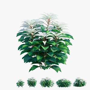 3D Poinsettia plant 07