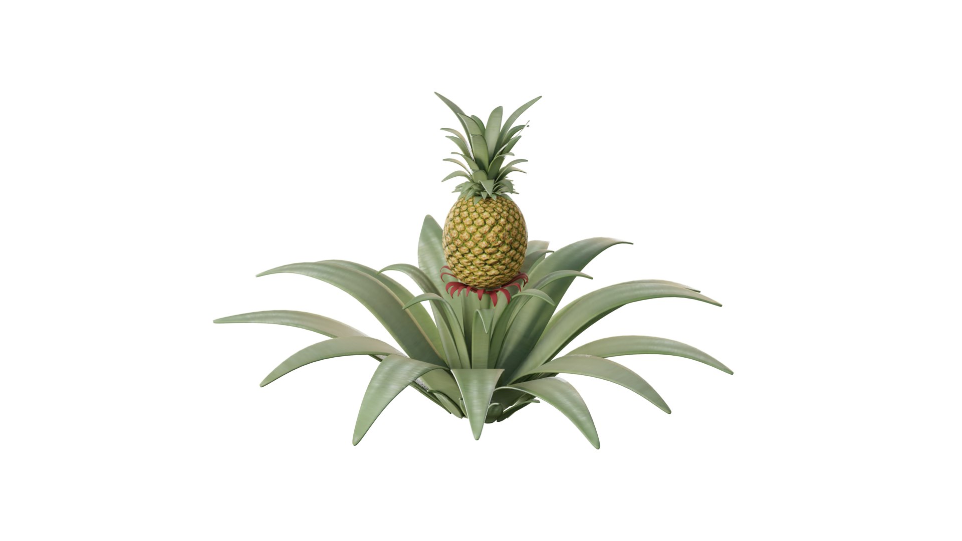 3D Pineapple Tree model https://p.turbosquid.com/ts-thumb/n9/U3ZXaw/6R/pineapple_tree_rig_3d_0001/png/1731914998/1920x1080/fit_q87/1eb5fe13f67e5254199dc8e930fcea20c9e66579/pineapple_tree_rig_3d_0001.jpg
