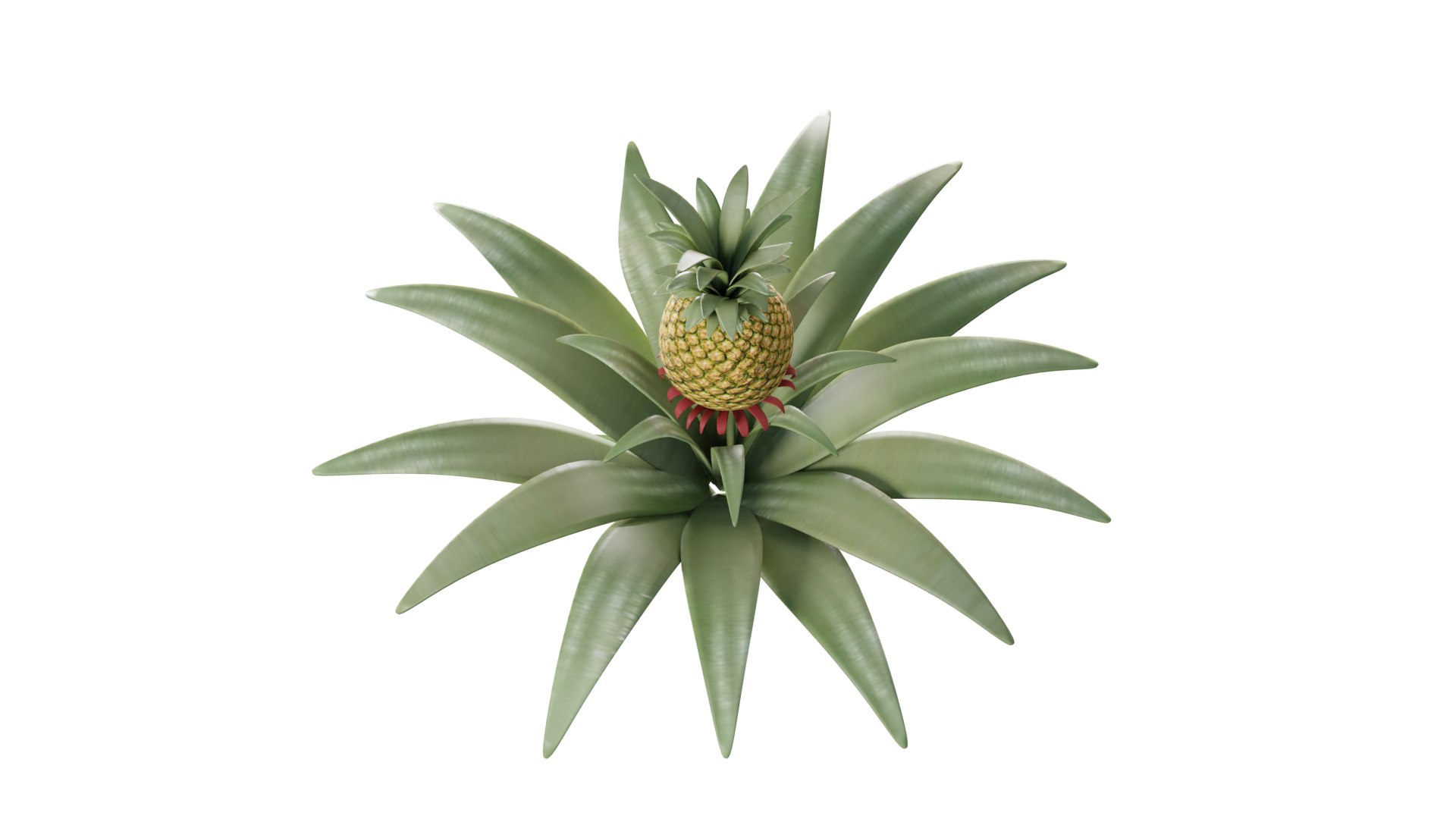 3D Pineapple Tree model https://p.turbosquid.com/ts-thumb/n9/U3ZXaw/9W/pineapple_tree_rig_3d_0003/png/1731914999/1920x1080/fit_q87/21b5ff4e63d11d09af731c6b577c1922ed694538/pineapple_tree_rig_3d_0003.jpg
