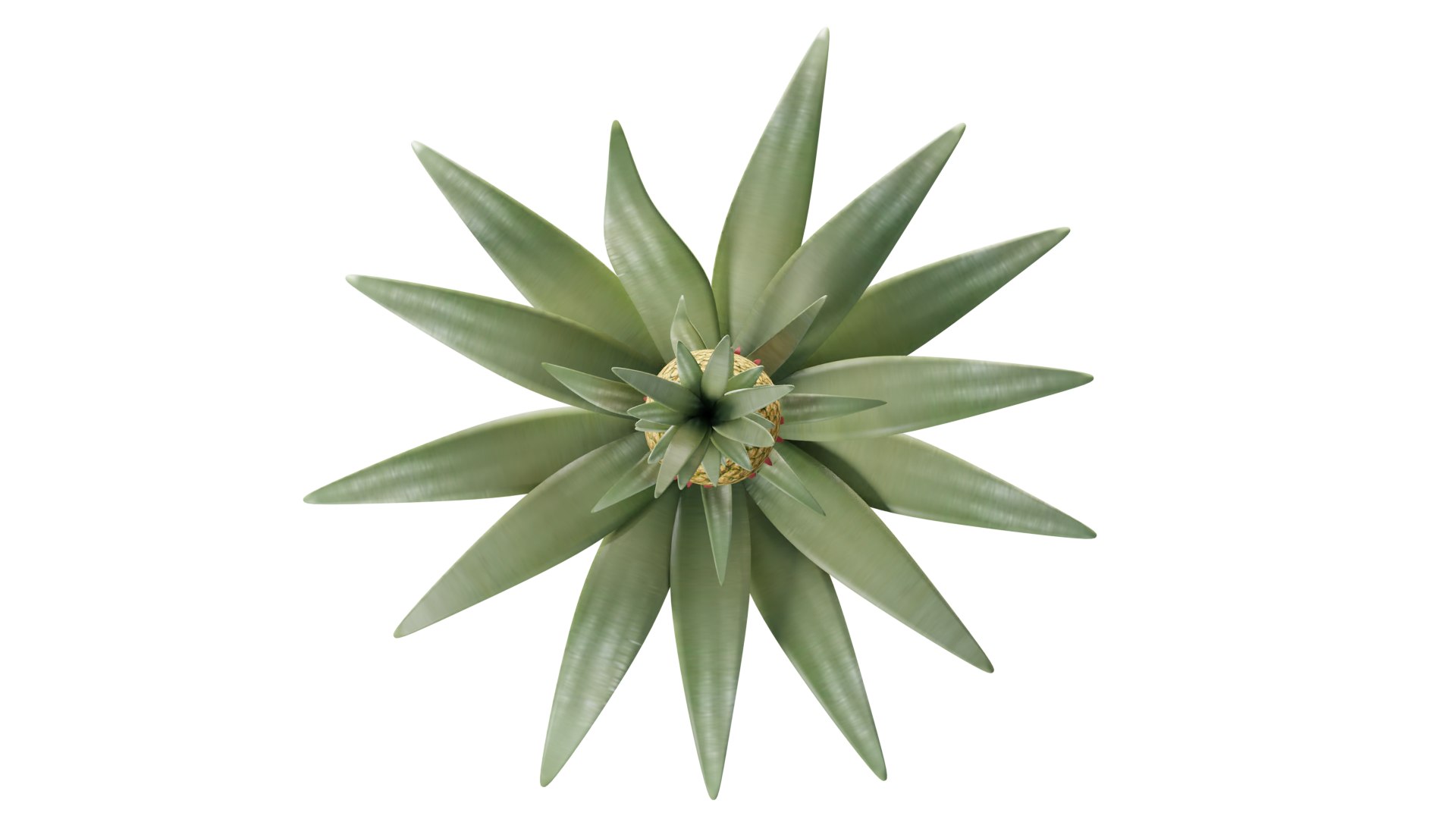 3D Pineapple Tree model https://p.turbosquid.com/ts-thumb/n9/U3ZXaw/QR/pineapple_tree_rig_3d_0004/png/1731915002/1920x1080/fit_q87/4d437fd2495e81b0a585b78d396a563e1eb6323b/pineapple_tree_rig_3d_0004.jpg