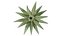 Ananasbaum 3D-Modell