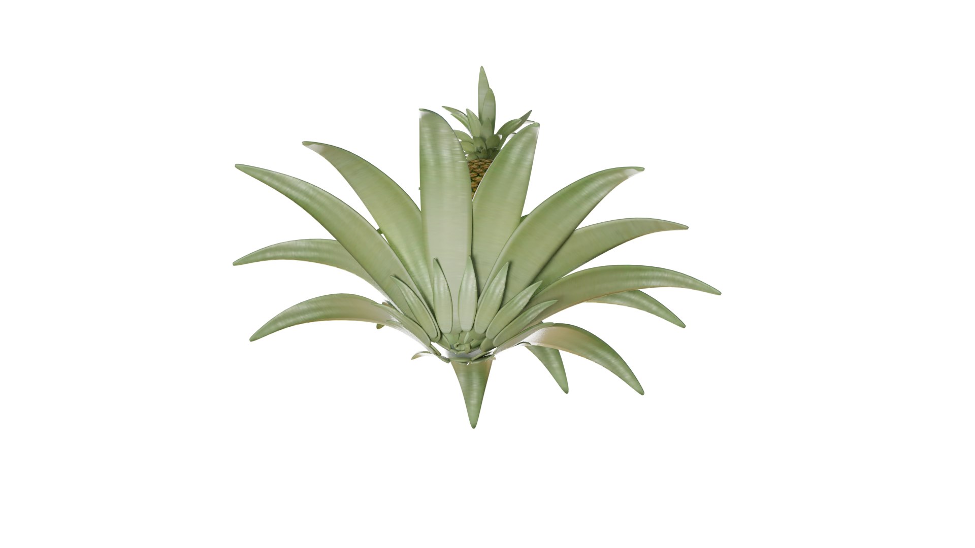 3D Pineapple Tree model https://p.turbosquid.com/ts-thumb/n9/U3ZXaw/c7/pineapple_tree_rig_3d_0005/png/1731915002/1920x1080/fit_q87/547efa82b0799ce6e4666931fba28f32bb51fde0/pineapple_tree_rig_3d_0005.jpg