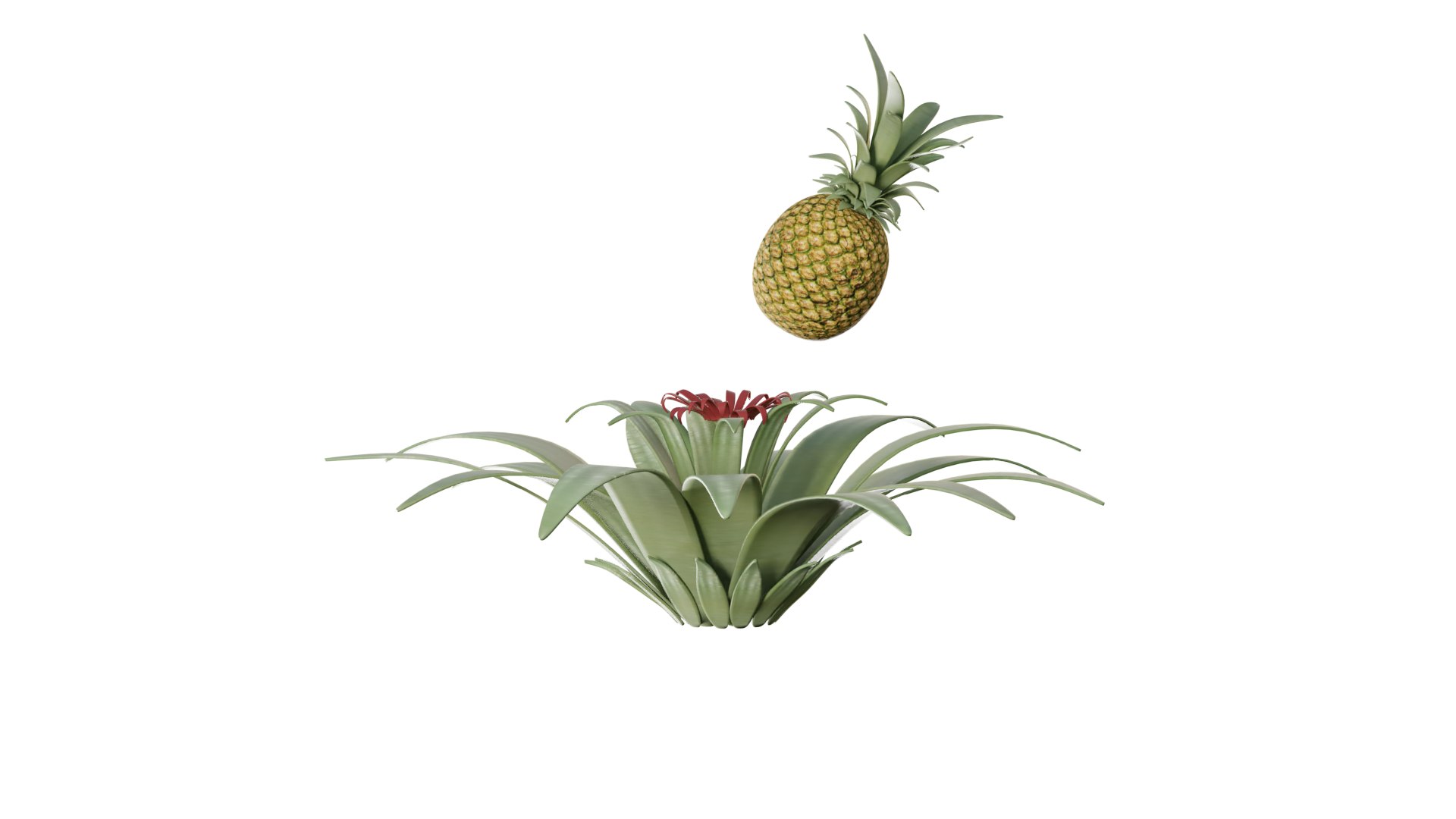 3D Pineapple Tree model https://p.turbosquid.com/ts-thumb/n9/U3ZXaw/u4/pineapple_tree_rig_3d_0002/png/1731914998/1920x1080/fit_q87/3f4a4bd14109b25f5a7b1ae7a222f73214ece4dd/pineapple_tree_rig_3d_0002.jpg