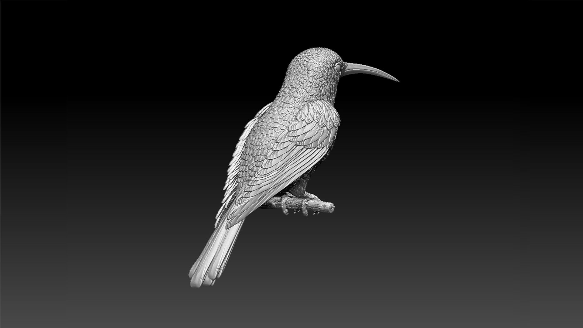 colibri humming bird 3D model https://p.turbosquid.com/ts-thumb/n9/cO5uxo/2g/2321/jpg/1663054433/1920x1080/fit_q87/f27fc51659d80d717acb22508d615b759aec931a/2321.jpg