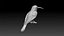colibri humming bird
