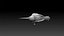 colibri humming bird