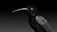 colibri humming bird