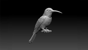 colibri humming bird 3D model
