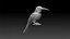 colibri humming bird