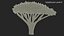 Siluetta dell'albero di acacia