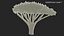 Siluetta dell'albero di acacia
