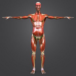 3D model body muscles lymph skeleton