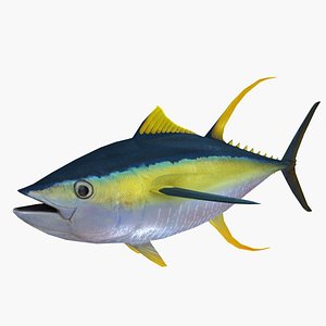 3d tuna fish
