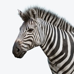 3D model realistic zebra