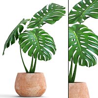 Monstera