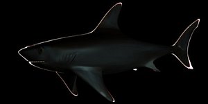 shark 3d model