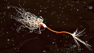 Neuron with Myelin Sheath